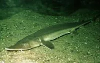 Shovelnose sturgeon (Scaphirhynchus platorynchus)
