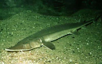 Shovelnose sturgeon (Scaphirhynchus platorynchus)