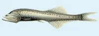 Showy bristlemouth (Cyclothone signata)