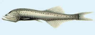 Showy bristlemouth (Cyclothone signata)