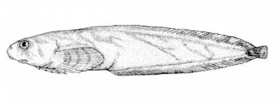 Showy snailfish (Liparis pulchellus)