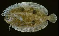 Shrimp flounder (Gastropsetta frontalis)