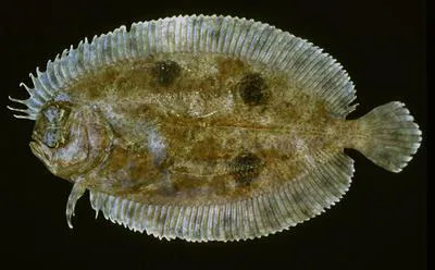Shrimp flounder (Gastropsetta frontalis)