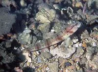 Shrimp goby (Amblyeleotris bleekeri)