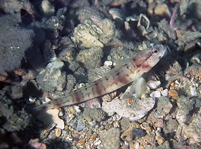 Shrimp goby (Amblyeleotris bleekeri)