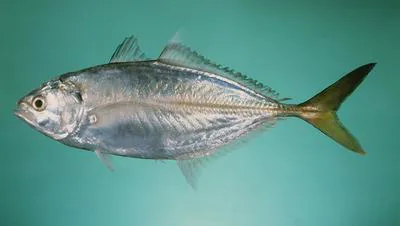 Shrimp scad (Alepes djedaba)