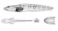 Shulupaoluk (Lycodes jugoricus)