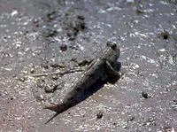 Shuttles hoppfish (Periophthalmus modestus)