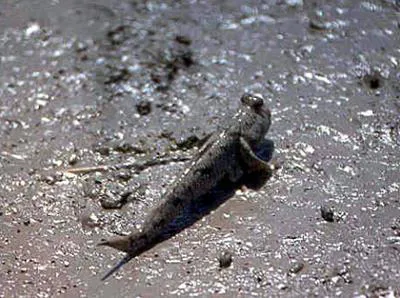 Shuttles hoppfish (Periophthalmus modestus)