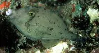Shy filefish (Cantherhines verecundus)
