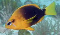 Shy hamlet (Hypoplectrus guttavarius)
