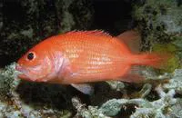 Shy soldier (Plectrypops lima)
