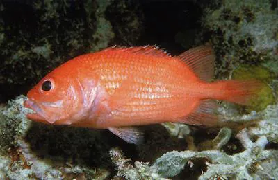 Shy soldier (Plectrypops lima)