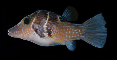 Shy toby (Canthigaster ocellicincta)