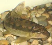 Siamese algae-eater (Gyrinocheilus aymonieri)