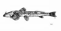 Siamese bat catfish (Oreoglanis siamensis)