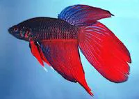 Siamese fighting fish (Betta splendens)