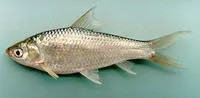 Siamese mud carp (Henicorhynchus siamensis)