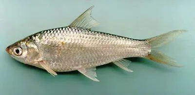 Siamese mud carp (Henicorhynchus siamensis)