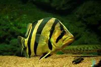 Siamese tiger perch (Datnioides pulcher)