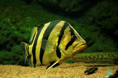 Siamese tiger perch (Datnioides pulcher)