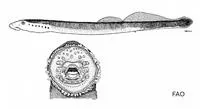 Siberian brook lamprey (Lethenteron kessleri)