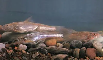 Siberian gudgeon (Gobio cynocephalus)