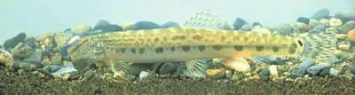 Siberian spiny loach (Cobitis sinensis)
