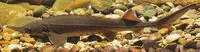 Siberian sturgeon (Acipenser baerii baerii)