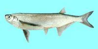 Sichel (Pelecus cultratus)