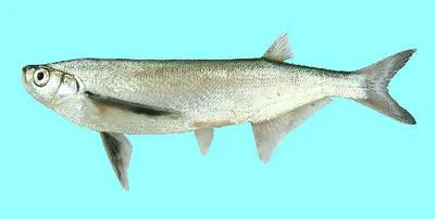 Sichel (Pelecus cultratus)