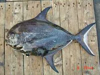 Sickle pomfret (Taractichthys steindachneri)