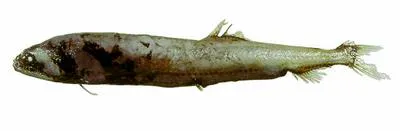 Sickle snaggletooth (Borostomias mononema)