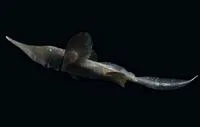 Sicklefin chimaera (Neoharriotta pinnata)