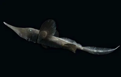 Sicklefin chimaera (Neoharriotta pinnata)
