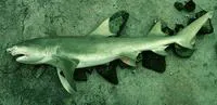 Sicklefin lemon shark (Negaprion acutidens)