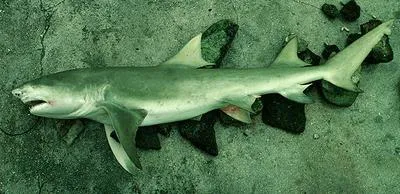 Sicklefin lemon shark (Negaprion acutidens)