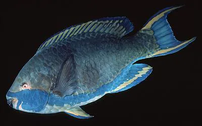 Sicklefin parrotfish (Scarus falcipinnis)