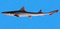 Sicklefin smooth-hound (Mustelus lunulatus)
