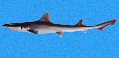 Sicklefin smooth-hound (Mustelus lunulatus)