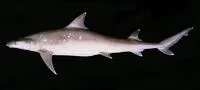 Sicklefin weasel shark (Hemigaleus microstoma)
