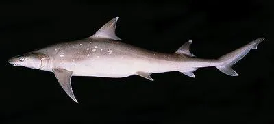 Sicklefin weasel shark (Hemigaleus microstoma)