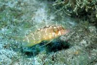 Sideburn wrasse (Pteragogus pelycus)