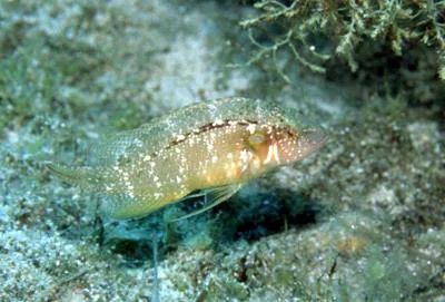 Sideburn wrasse (Pteragogus pelycus)