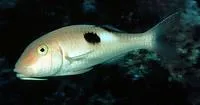 Sidespot goatfish (Parupeneus pleurostigma)