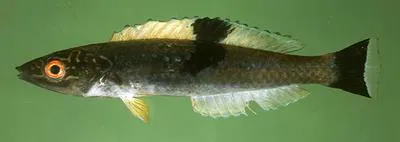 Sidespot wrasse (Pseudojuloides mesostigma)