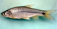 Sidestripe rasbora (Rasbora paviana)