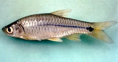 Sidestripe rasbora (Rasbora paviana)