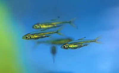 Sierra leone dwarf characin (Ladigesia roloffi)