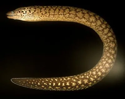 Sieve-patterned moray (Gymnothorax cribroris)